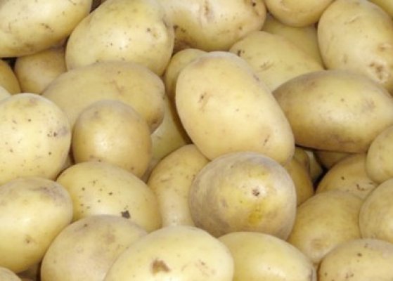 Toţi cartofii care intră fiscalizat pe piaţă sunt controlaţi de patru ori